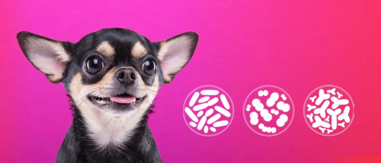 Probiotics May Assist Fat Dogs in Losing Weight ( Probiotics For Dogs) 8 Probiotics For Dogs