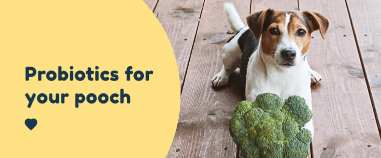 Probiotics May Assist Fat Dogs in Losing Weight ( Probiotics For Dogs) 9 Probiotics For Dogs