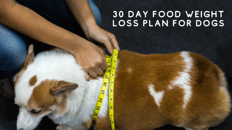 Probiotics May Assist Fat Dogs in Losing Weight ( Probiotics For Dogs) 10 Probiotics For Dogs
