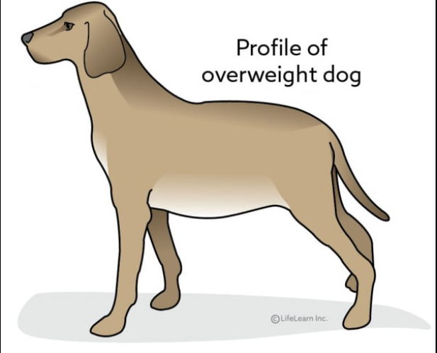 Probiotics May Assist Fat Dogs in Losing Weight ( Probiotics For Dogs) 12 Probiotics For Dogs