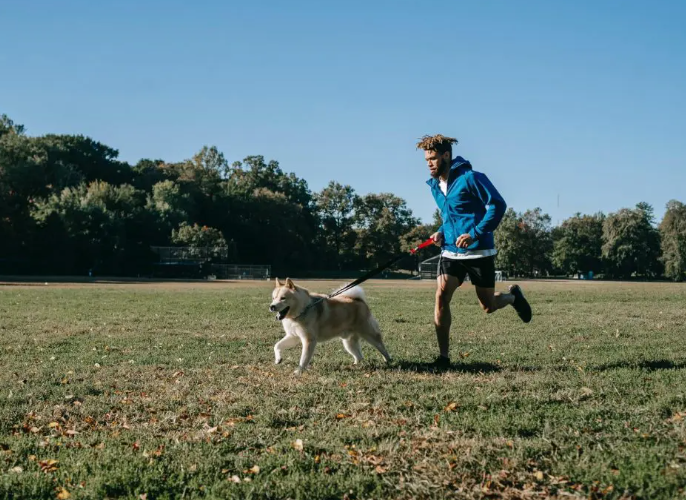 Probiotics May Assist Fat Dogs in Losing Weight ( Probiotics For Dogs) 13 Probiotics For Dogs