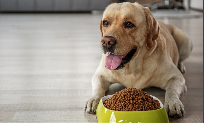 Probiotics May Assist Fat Dogs in Losing Weight ( Probiotics For Dogs) 14 Probiotics For Dogs