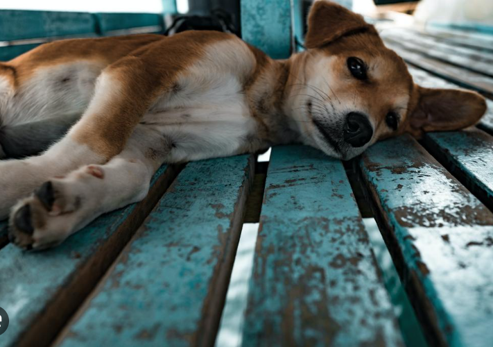 Probiotics May Assist Fat Dogs in Losing Weight ( Probiotics For Dogs) 16 Probiotics For Dogs