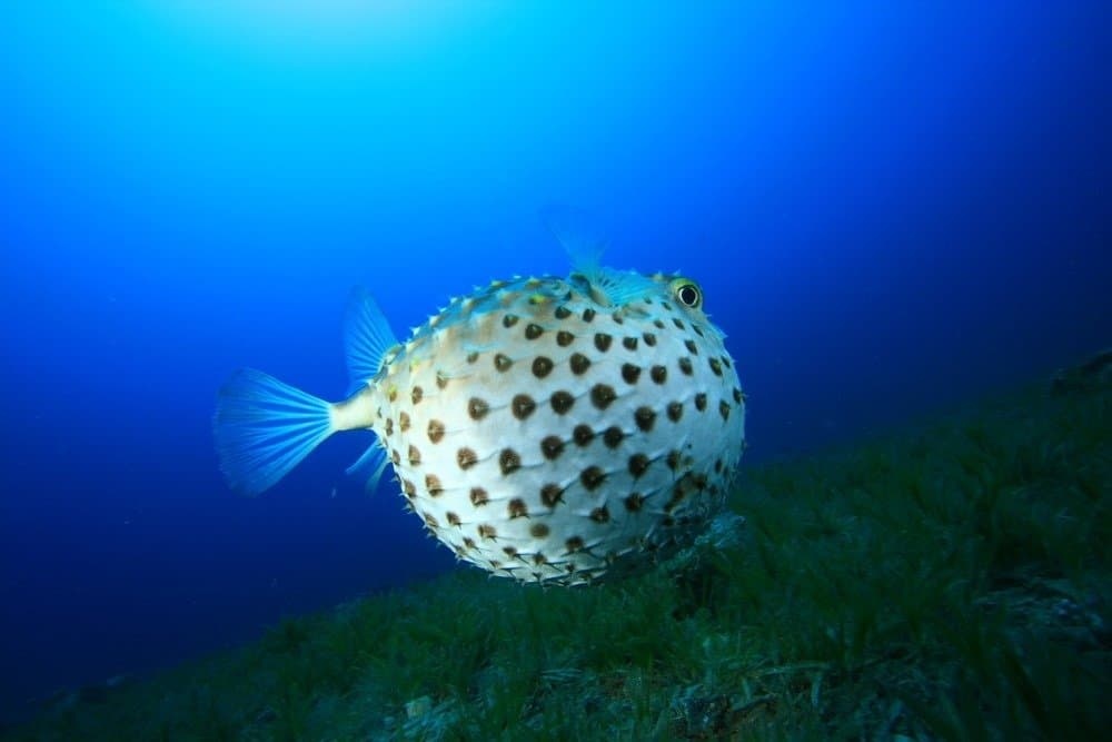 The World’s Most Dangerous Fish : A Comprehensive Guide 8 most dangerous fish,
dangerous fish,
The world’s most dangerous fish,
deadly fish,