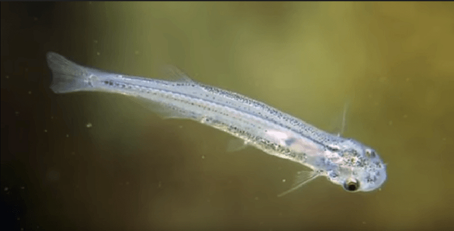 The World’s Most Dangerous Fish : A Comprehensive Guide 11 most dangerous fish,
dangerous fish,
The world’s most dangerous fish,
deadly fish,