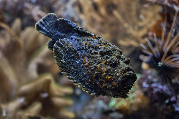 The World’s Most Dangerous Fish : A Comprehensive Guide 16 most dangerous fish,
dangerous fish,
The world’s most dangerous fish,
deadly fish,