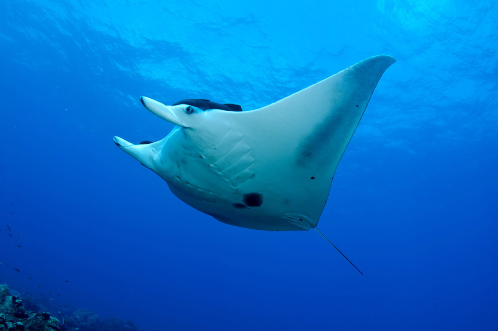 The World’s Most Dangerous Fish : A Comprehensive Guide 17 most dangerous fish,
dangerous fish,
The world’s most dangerous fish,
deadly fish,