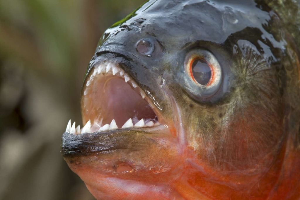 The World’s Most Dangerous Fish : A Comprehensive Guide 15 most dangerous fish,
dangerous fish,
The world’s most dangerous fish,
deadly fish,