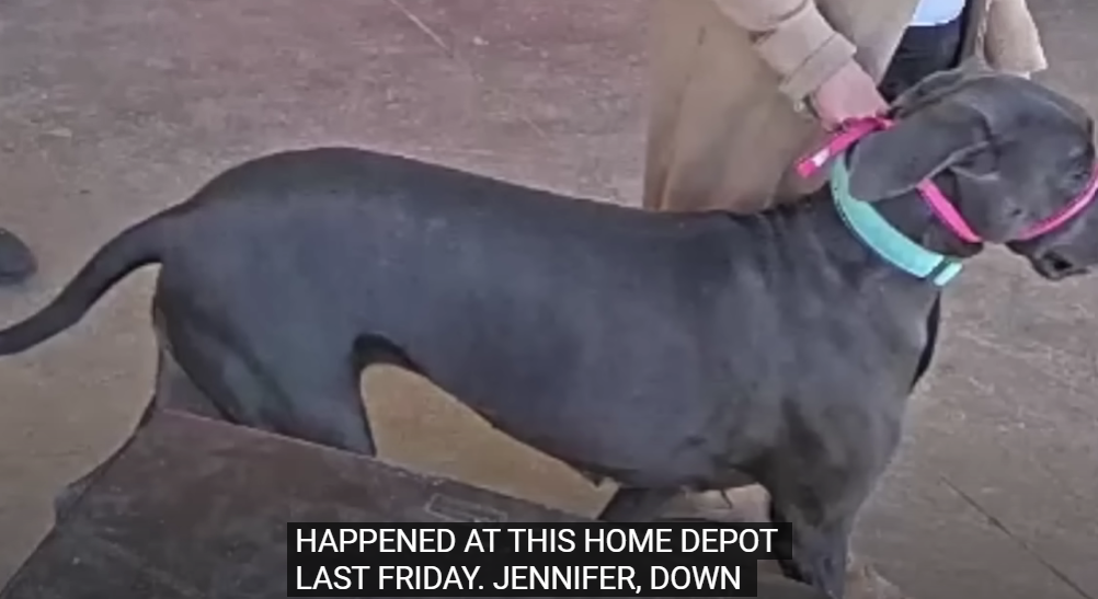 Home Depot Dog Bites