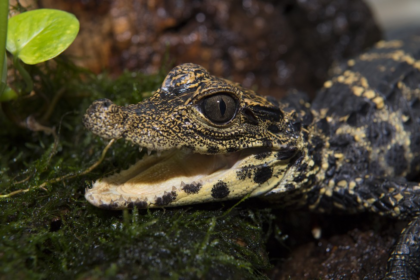 dwarf crocodile, african dwarf crocodile,