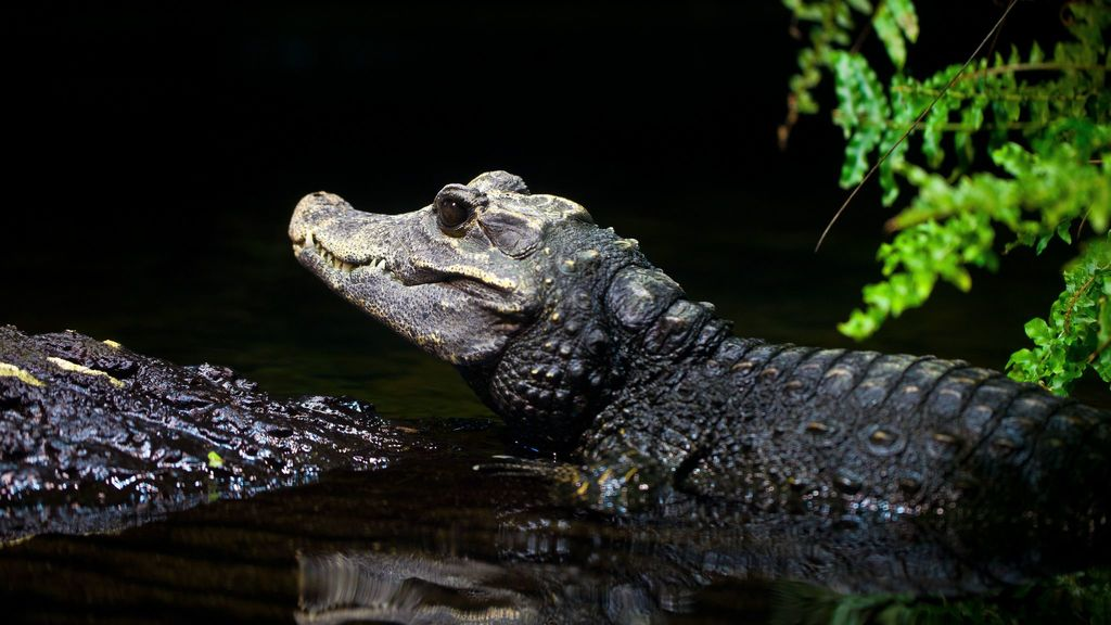 dwarf crocodile,
african dwarf crocodile,