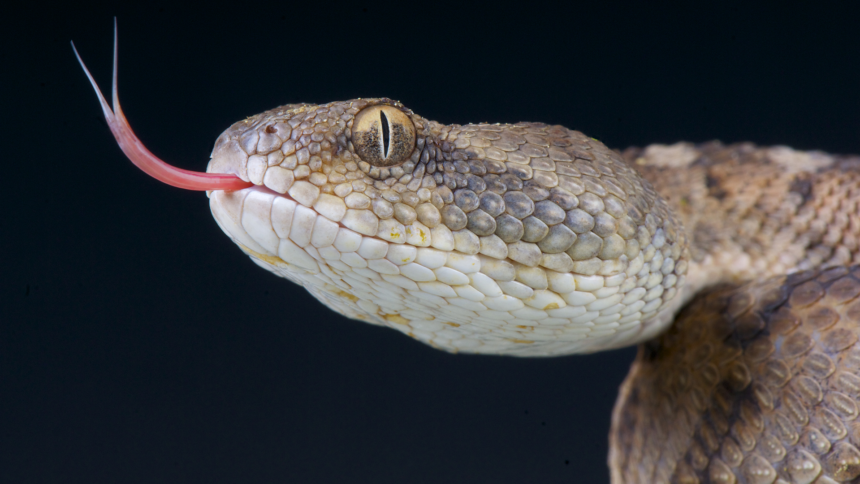 deadliest snakes, deadliest snakes in the world, top 10 deadliest snakes in the world, poisonous snakes,