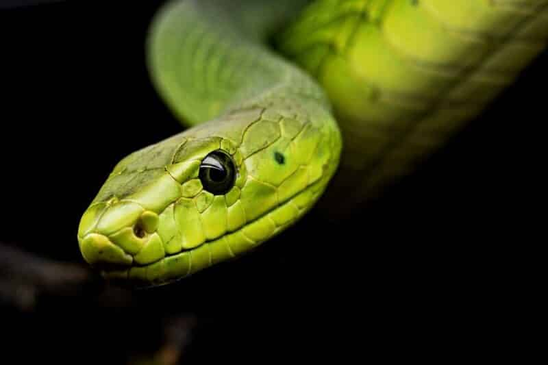 deadliest snakes,
deadliest snakes in the world,
top 10 deadliest snakes in the world,
poisonous snakes,