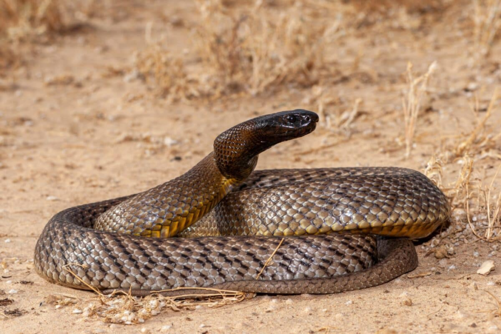 deadliest snakes,
deadliest snakes in the world,
top 10 deadliest snakes in the world,
poisonous snakes,