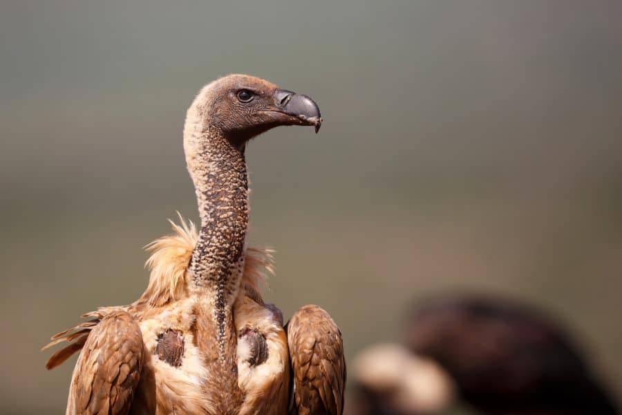 vultures,
group of vultures,
african vultures,
raptors,