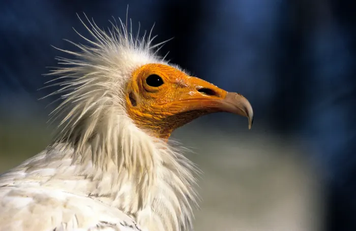 vultures,
group of vultures,
african vultures,
raptors,