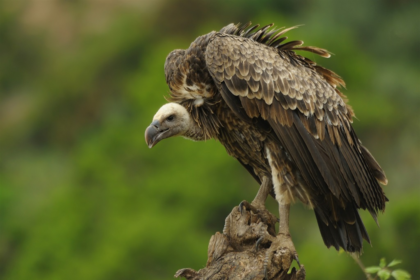 vultures, group of vultures, african vultures, raptors,