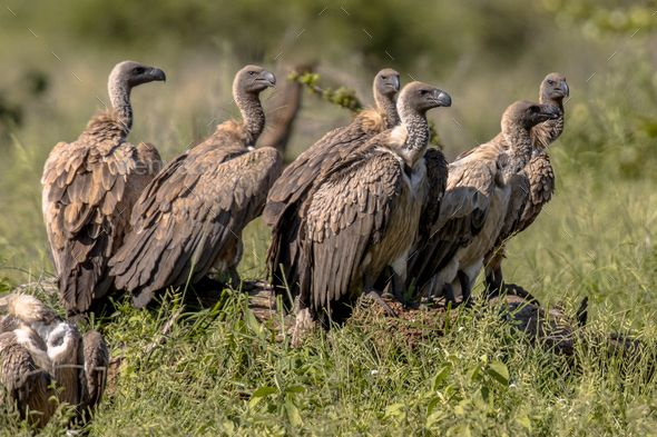 vultures,
group of vultures,
african vultures,
raptors,