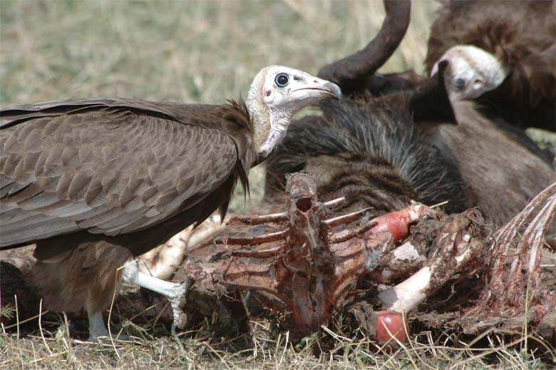 vultures,
group of vultures,
african vultures,
raptors,