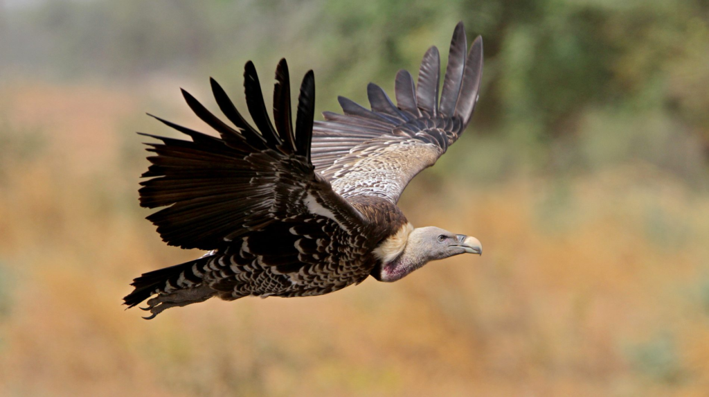 vultures,
group of vultures,
african vultures,
raptors,