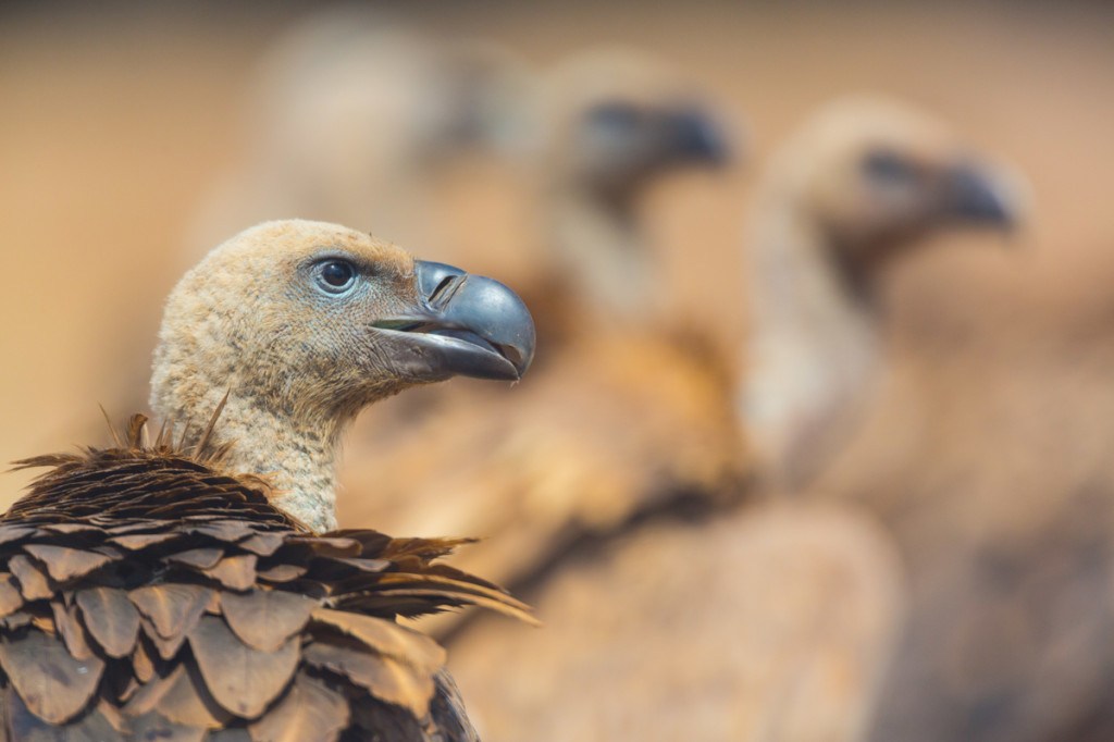 vultures,
group of vultures,
african vultures,
raptors,