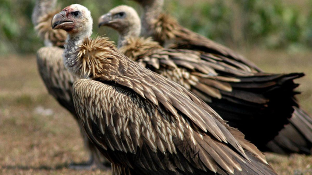 vultures,
group of vultures,
african vultures,
raptors,