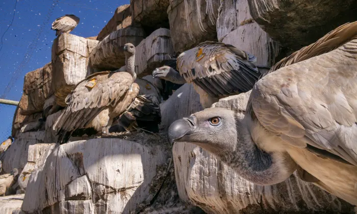 vultures,
group of vultures,
african vultures,
raptors,