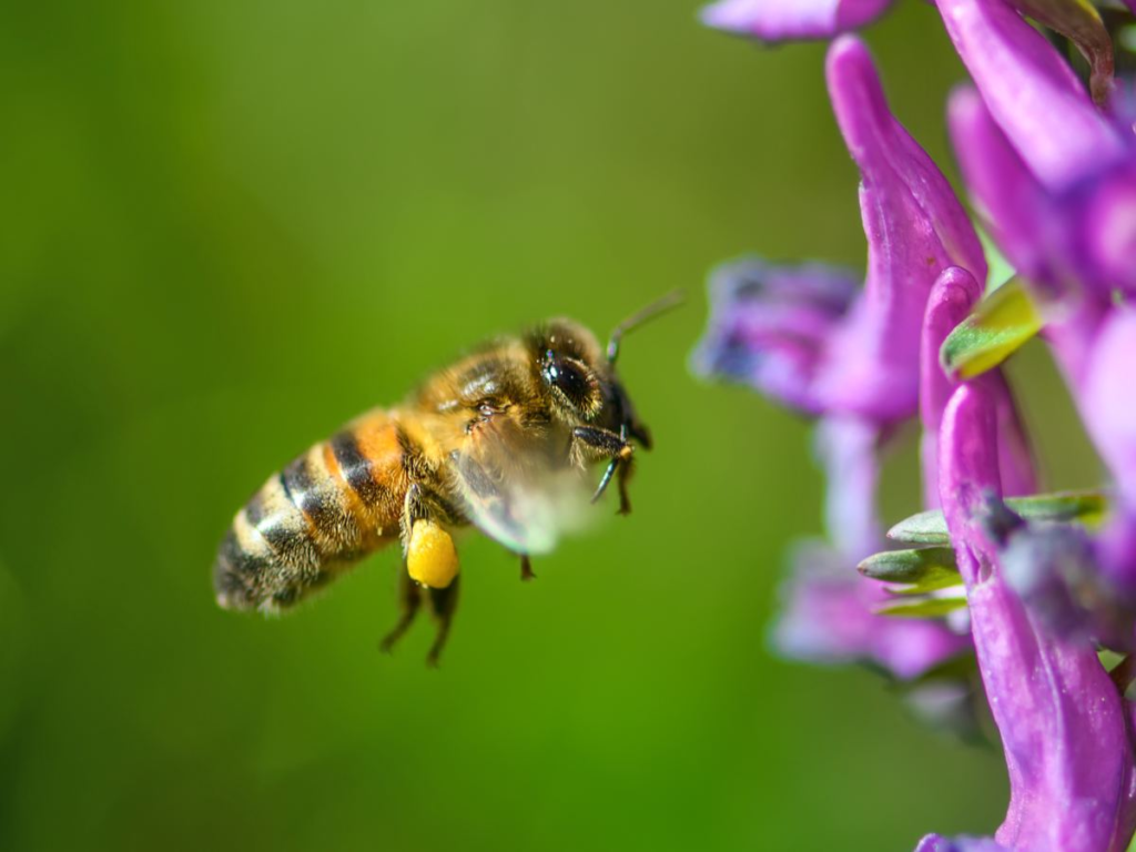 honeybee,
where do bees go in the winter,
where do honey bees go in the winter,
honeybees,