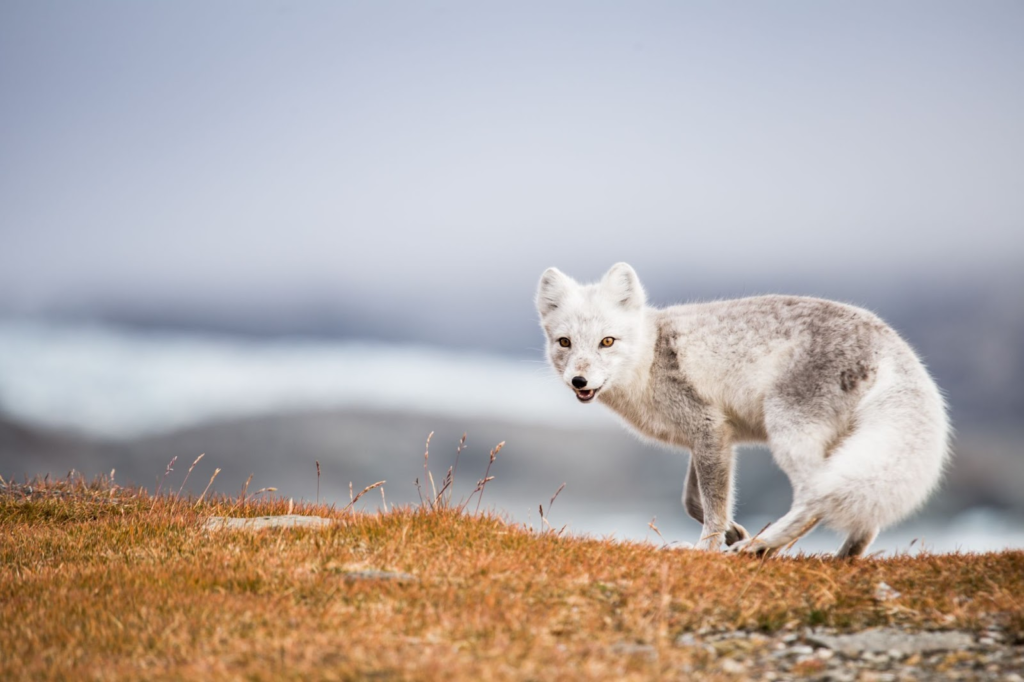 arctic fox,
arctic fox colors,
arctic fox hair color,
arctic fox ritual,