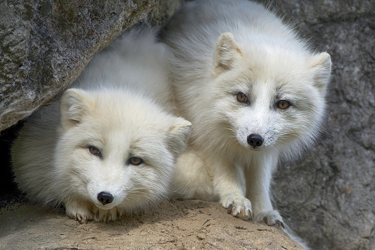 arctic fox,
arctic fox colors,
arctic fox hair color,
arctic fox ritual,