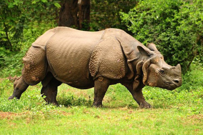 rhinoceros, indian rhinoceros, black rhinoceros, javan rhinoceros,