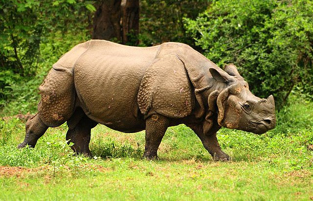 rhinoceros, indian rhinoceros, black rhinoceros, javan rhinoceros,