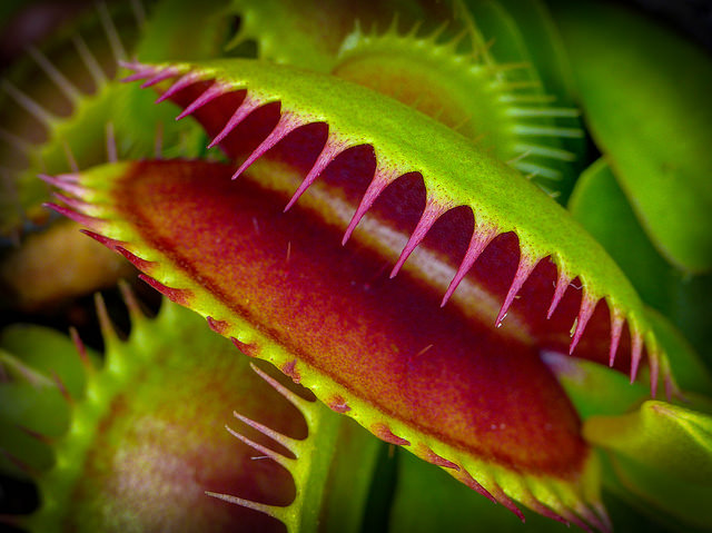 venus flytrap,
venus flytrap care,
venus flytrap flower,
