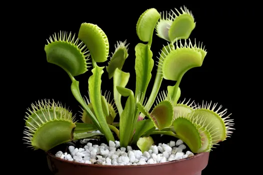 venus flytrap,
venus flytrap care,
venus flytrap flower,
