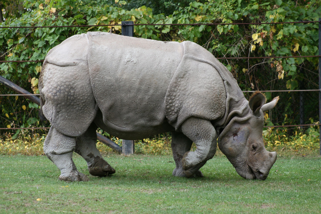rhinoceros,
indian rhinoceros,
black rhinoceros,
javan rhinoceros,