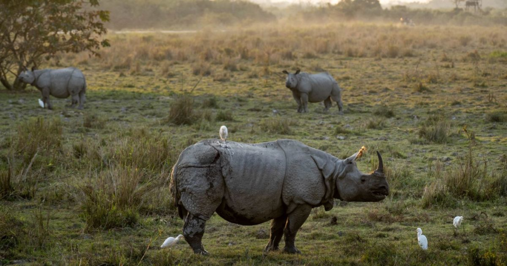 rhinoceros,
indian rhinoceros,
black rhinoceros,
javan rhinoceros,