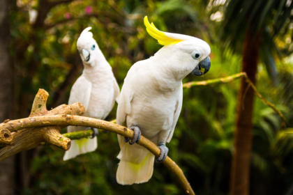 cockatoo, cockatoo bird,