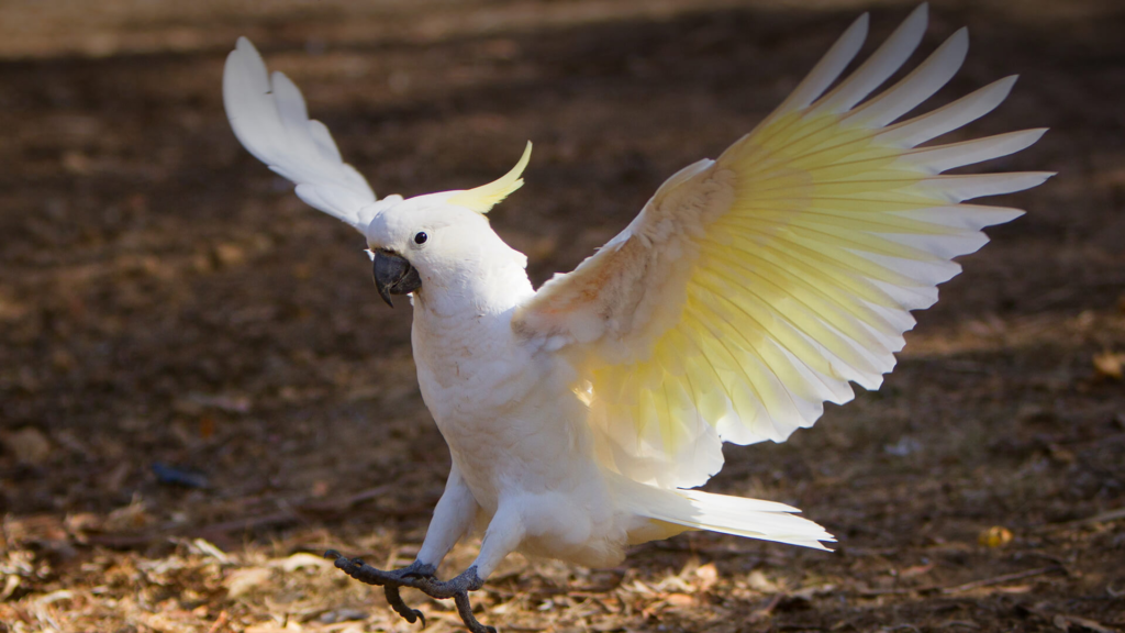 cockatoo, cockatoo bird,