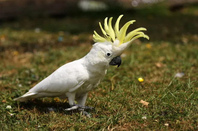 cockatoo, cockatoo bird,