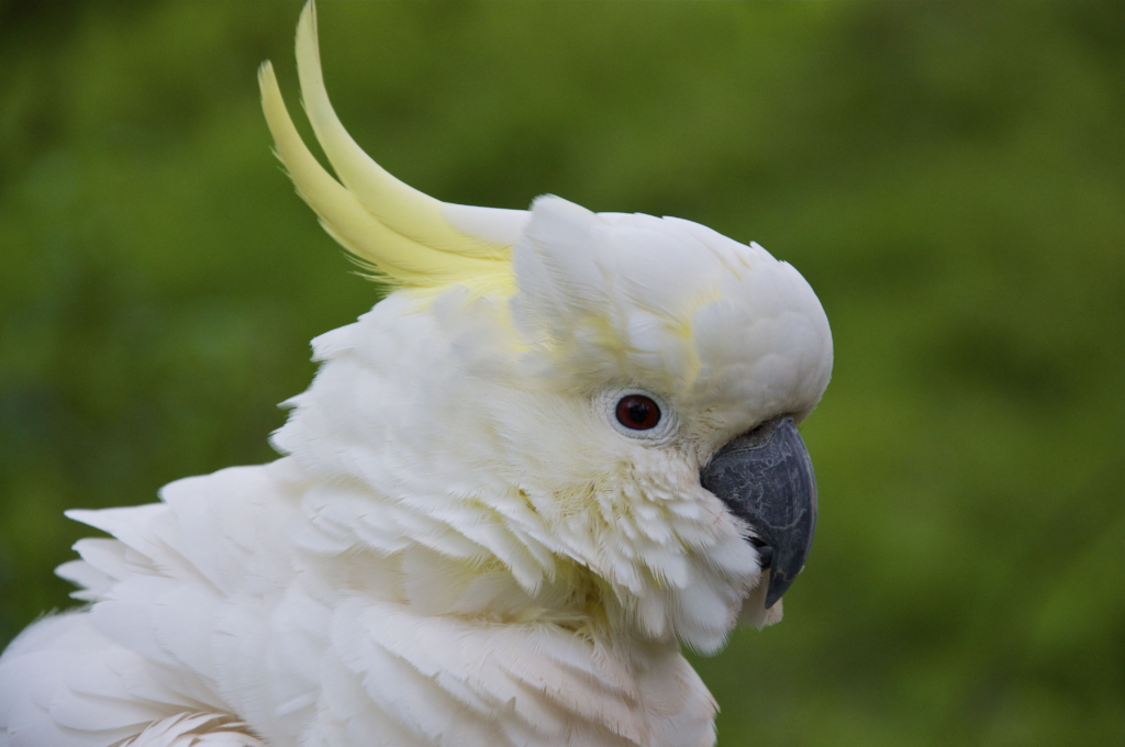 cockatoo, cockatoo bird,