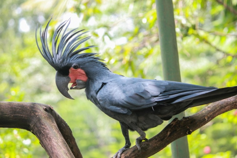 cockatoo, cockatoo bird,