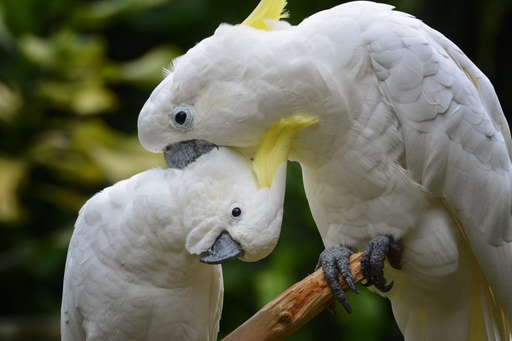 cockatoo, cockatoo bird,