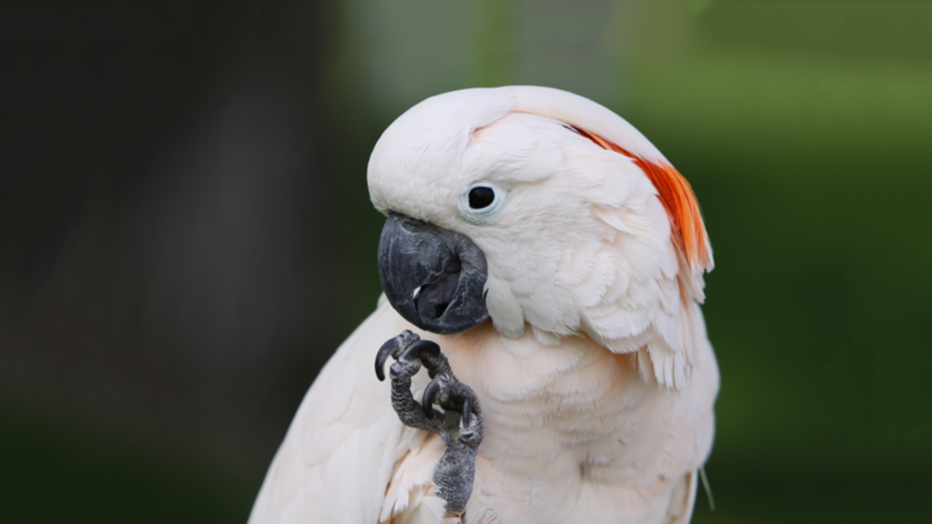 cockatoo, cockatoo bird,