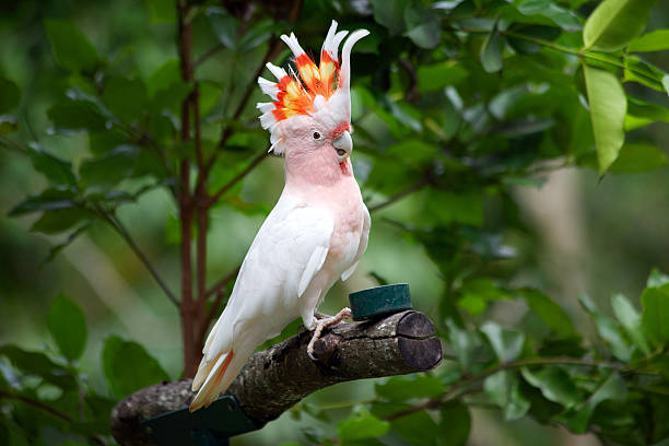 cockatoo, cockatoo bird,