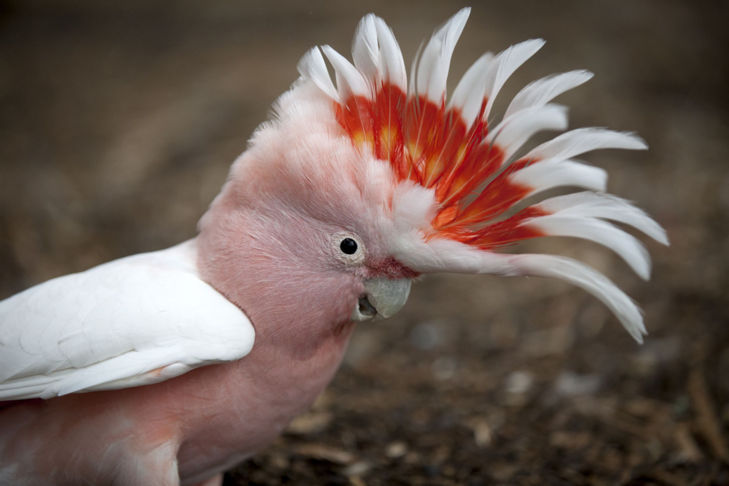 cockatoo, cockatoo bird,