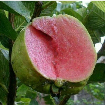 Pink Guava