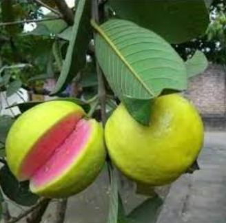 Pink Guava