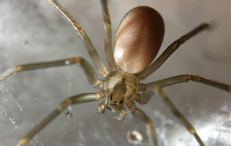 deadliest spiders in the world, deadliest spiders, big spiders, jumping spiders,