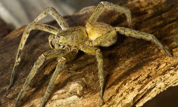 deadliest spiders in the world, deadliest spiders, big spiders, jumping spiders,