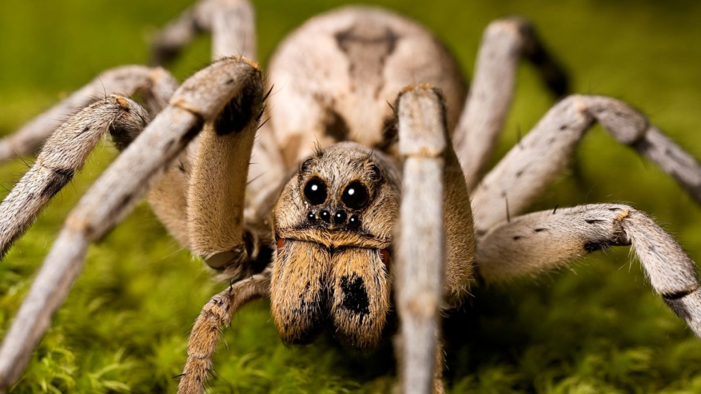 deadliest spiders in the world, deadliest spiders, big spiders, jumping spiders,